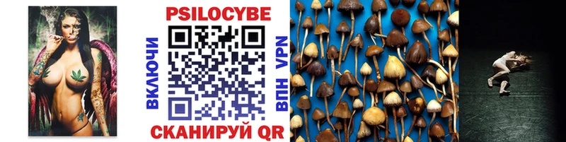 где купить наркотик  Старица  Галлюциногенные грибы Psilocybe 